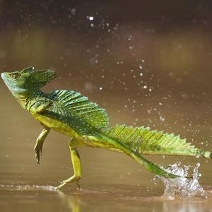 Meet your Posher, Austin